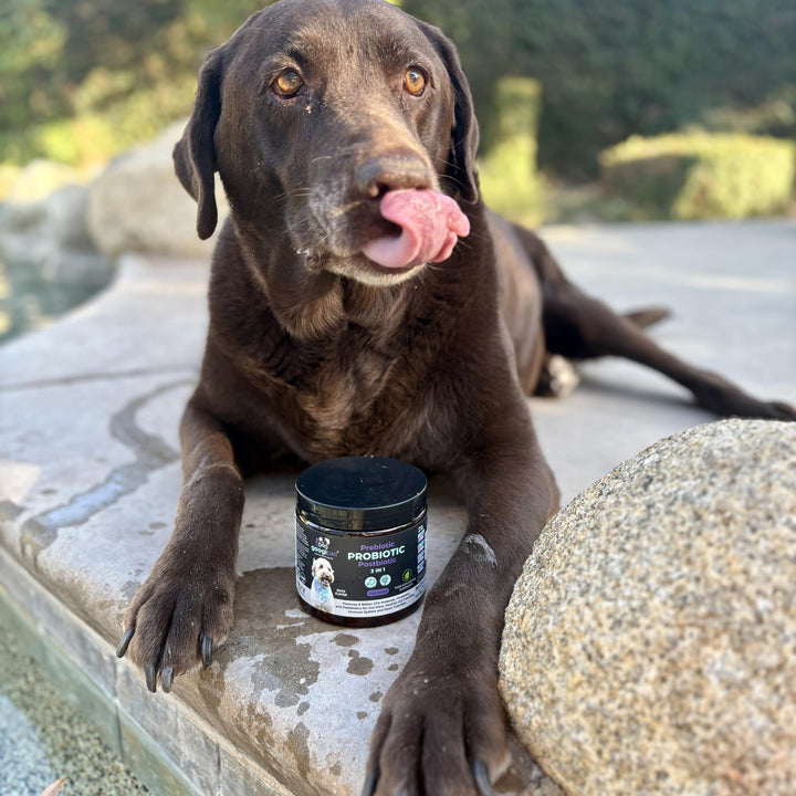 Probióticos Masticables Naturales Para Perros Con Calabaza Y Prebióticos - Imagen 9