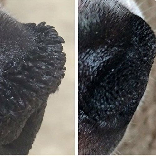 The Blissful Dog Nose Butter Nariz Suave Y Saludable Para Tu Perro - almacenspeedway