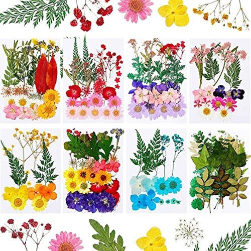 200 Piezas De Flores Prensadas Secas Reales De Bricolaje Naturales