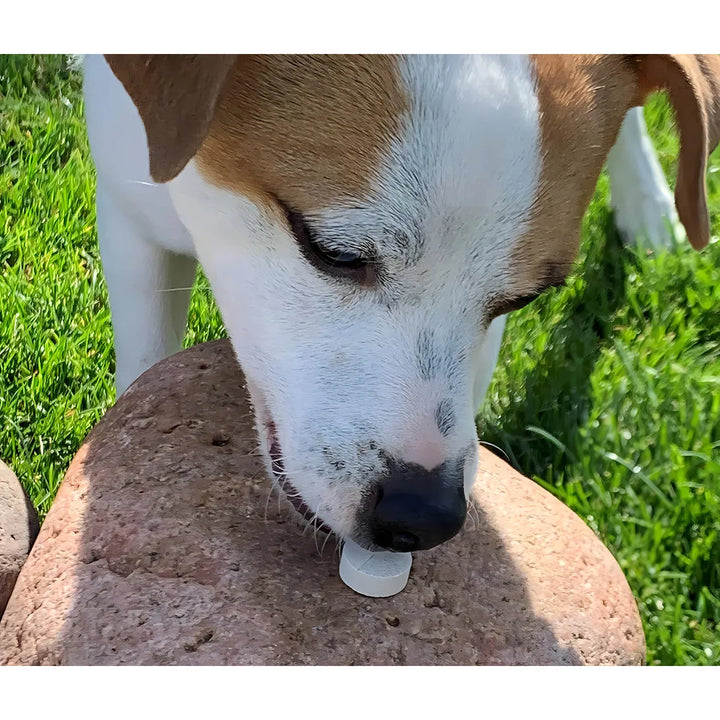 Soporte Para La Salud De La Vejiga Y Tracto Urinario Canino - Imagen 2