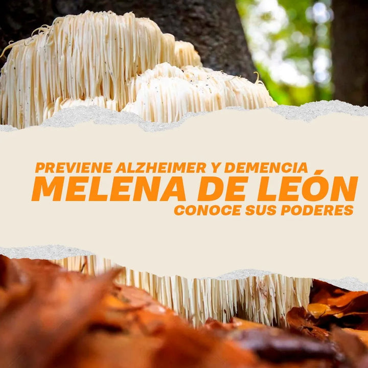 Melena De Leon Polvo + Ganoderma Lucidum + Hongo Chitake 450 Gramos Puro- Sabor Capuchino - Imagen 8