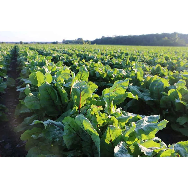 Aceite De Atún Omega-3 Epa Dha Apoyo Salud Integral Cerebral - Imagen 4