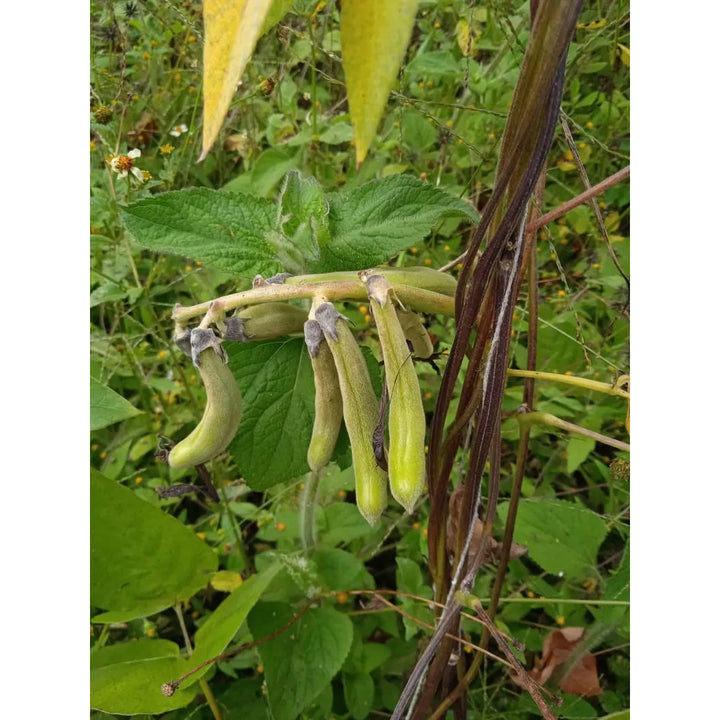 Mucuna Pruriens | 100% Orgánica Sin Sabor - Imagen 2