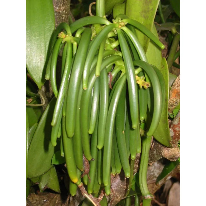 25 Granos De Vainilla Bourbon De Madagascar B, Extracto Divi - Imagen 7