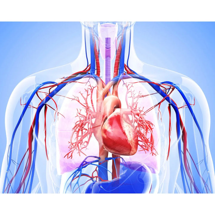 Omega 3 Botanitas + Complejo B - Imagen 7