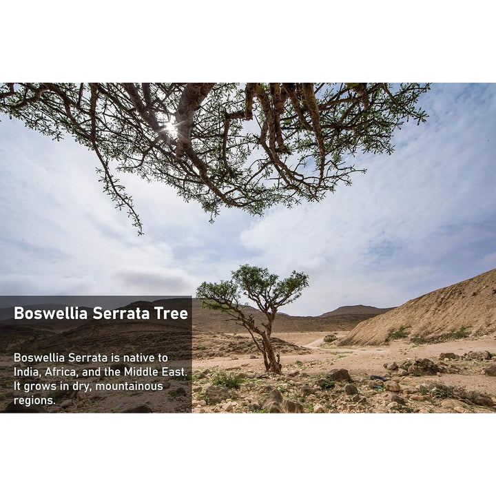 Cápsulas De Extracto De Boswellia Serrata 1200 Mg Para Artic - Imagen 6