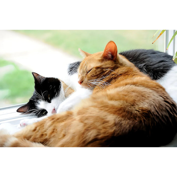 Probióticos En Polvo Para Gatos Trata Diarrea Con Saccharomy - Imagen 4