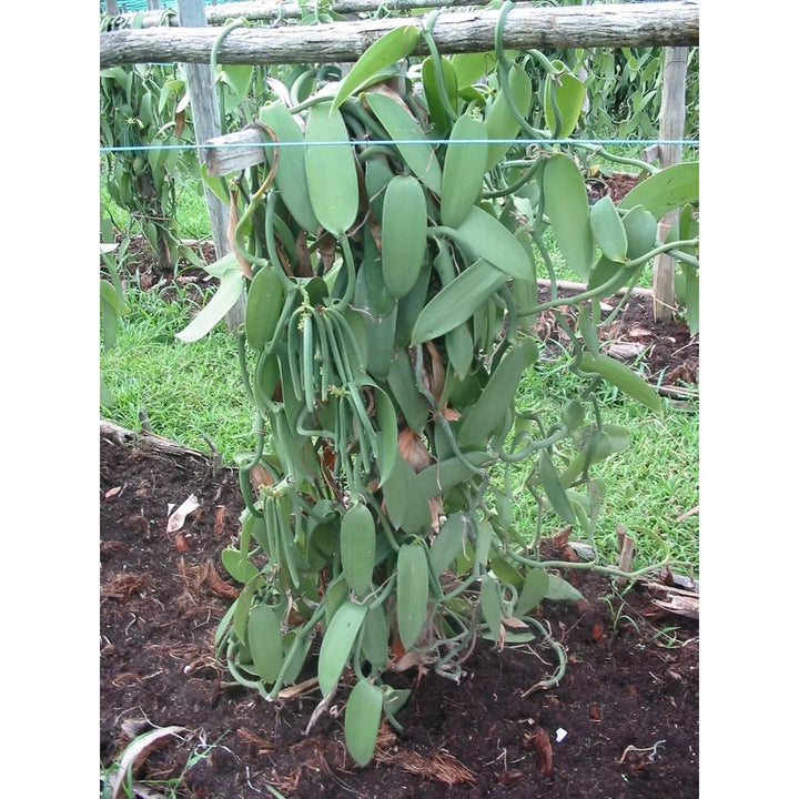 25 Granos De Vainilla Bourbon De Madagascar B, Extracto Divi - Imagen 4