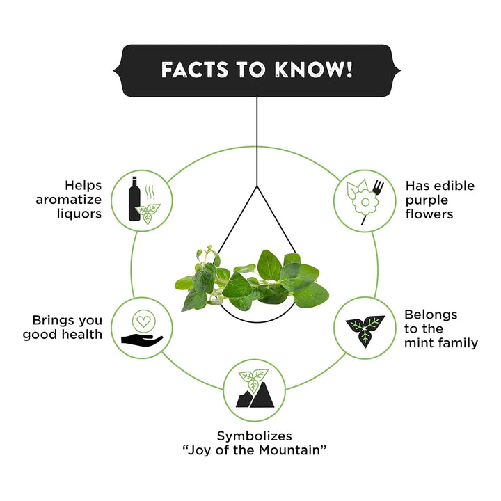 Extracto De Orégano 100% Natural 5 Mililitros Para Sopas Pas - Imagen 4