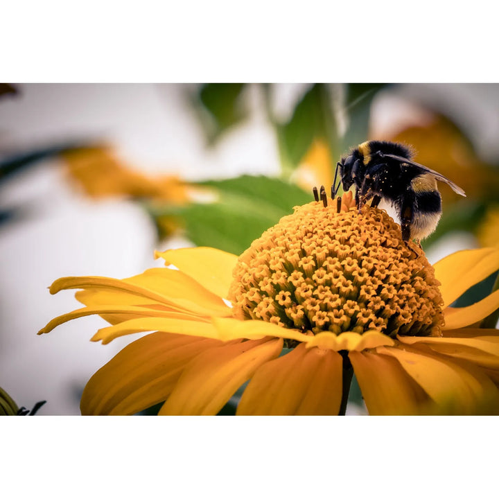 Polen De Abejas Apis Mallifera Natural - Imagen 5