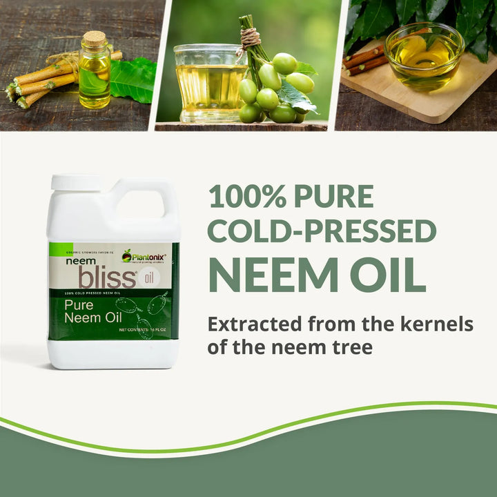 Aceite Puro Neem Bliss 100% De Semillas Prensadas Del Árbol - Imagen 2