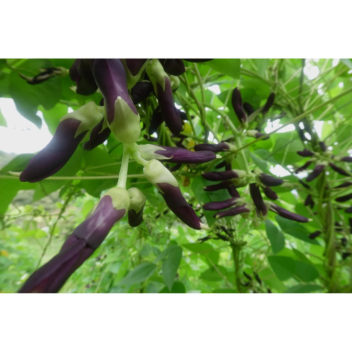 Mucuna Pruriens - 90 G Extracto Sin Sabor - Imagen 4
