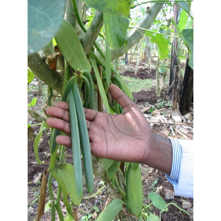 25 Granos De Vainilla Bourbon De Madagascar B, Extracto Divi - Imagen 6