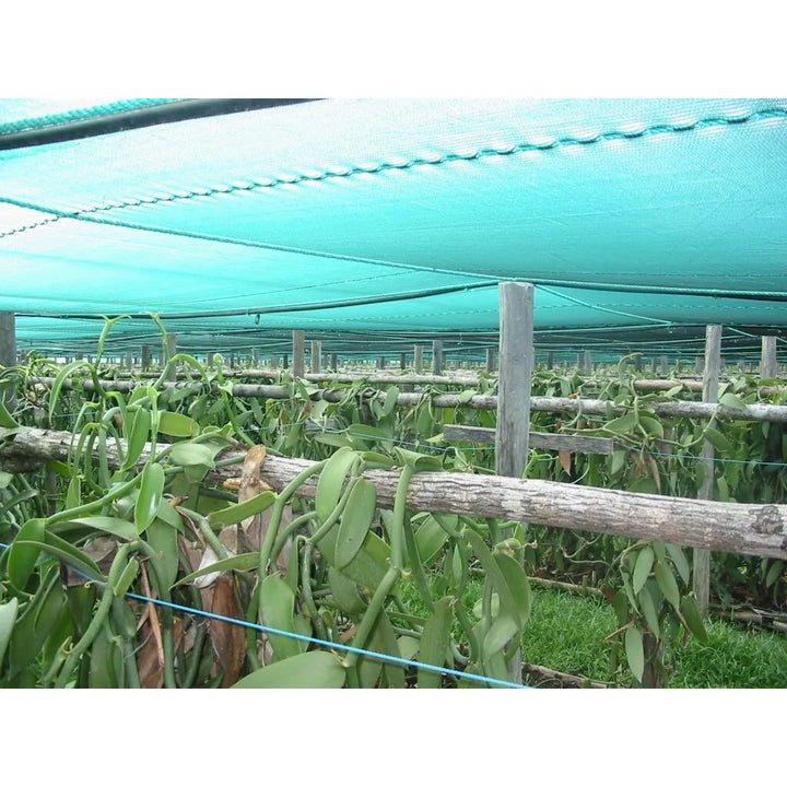 25 Granos De Vainilla Bourbon De Madagascar B, Extracto Divi - Imagen 5