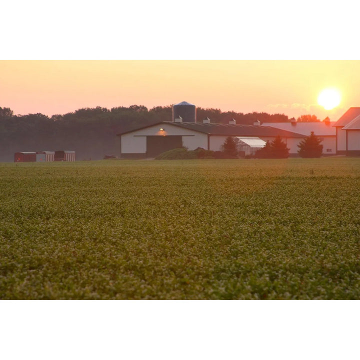Aceite De Hígado De Bacalao Rico En Epa Dha Salud Ocular Y Ó - Imagen 4