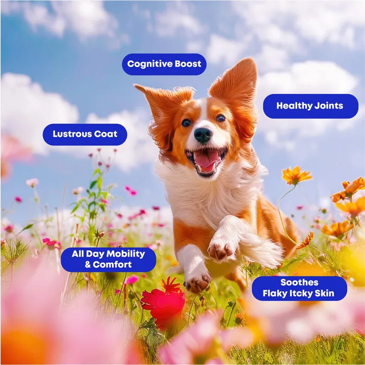 Aceite De Pescado Omega-3 Salvaje De Alaska Para Perros Movi - Imagen 2