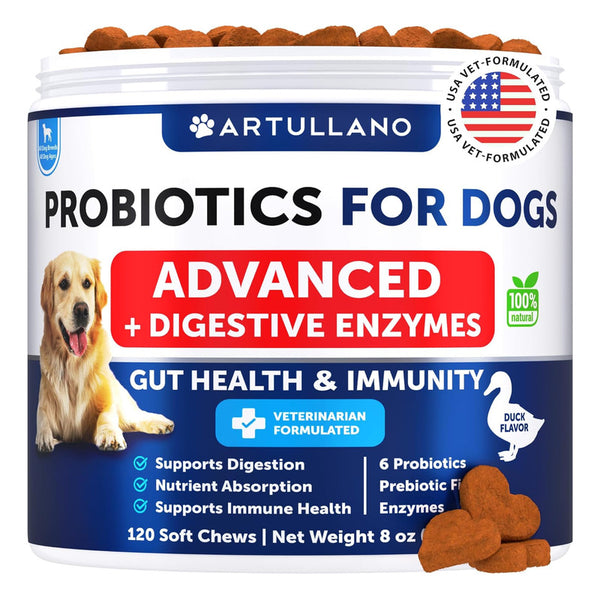 Probióticos Para Perros Apoyo Intestinal Salud Efectivos Y Deliciosos